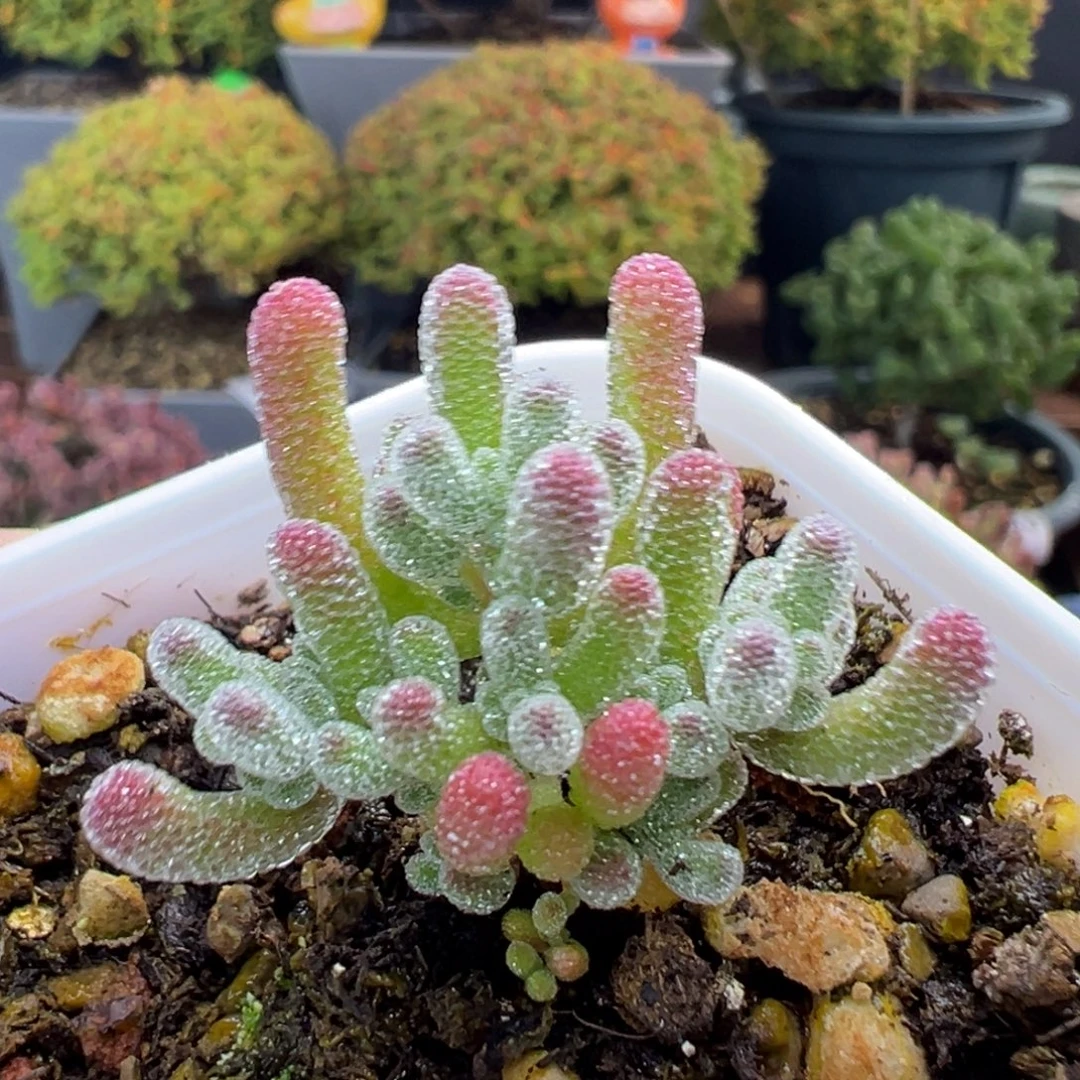 dy5775实生粉冰晶冠幅3.3cm