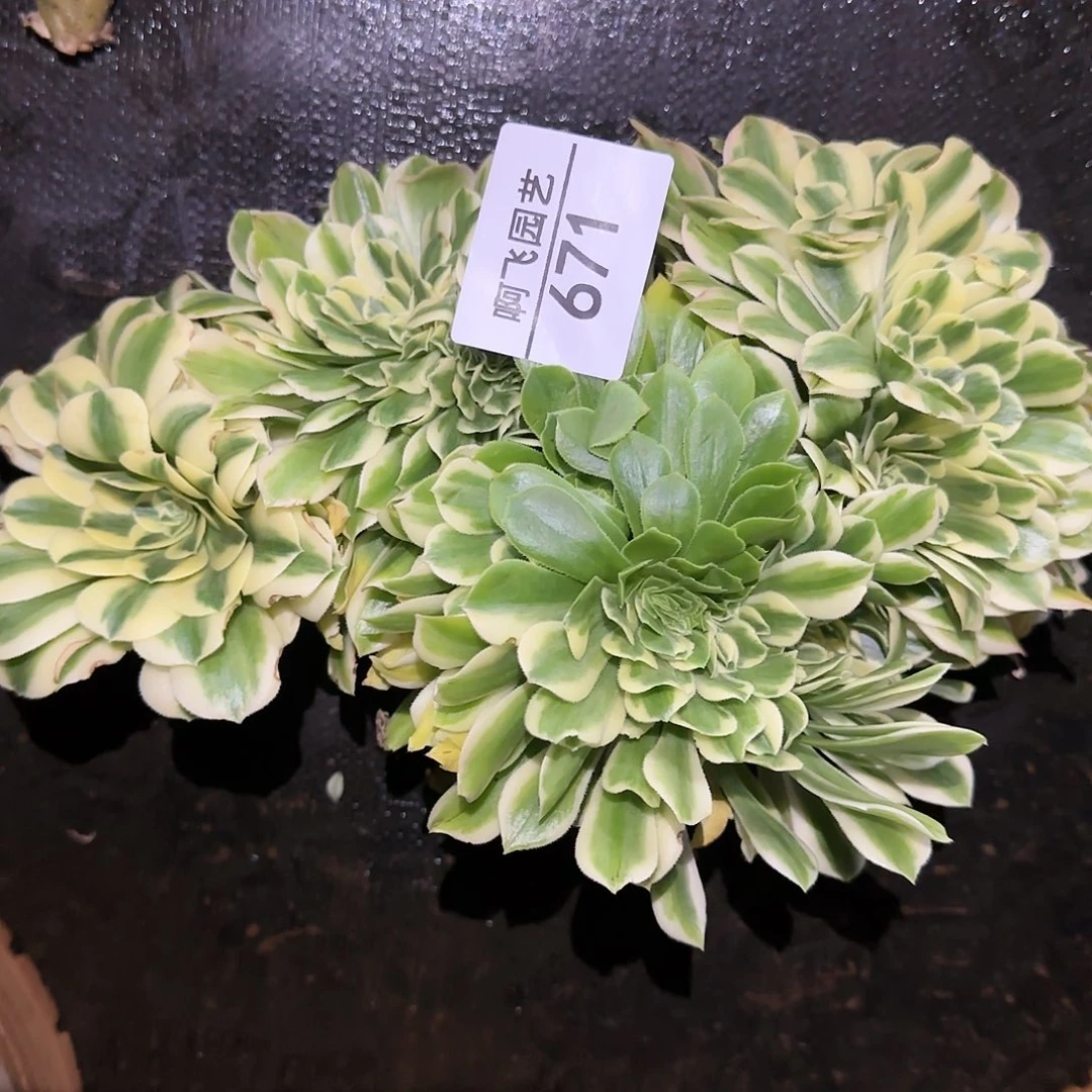 ❥****671多肉 迈巴赫缀法师