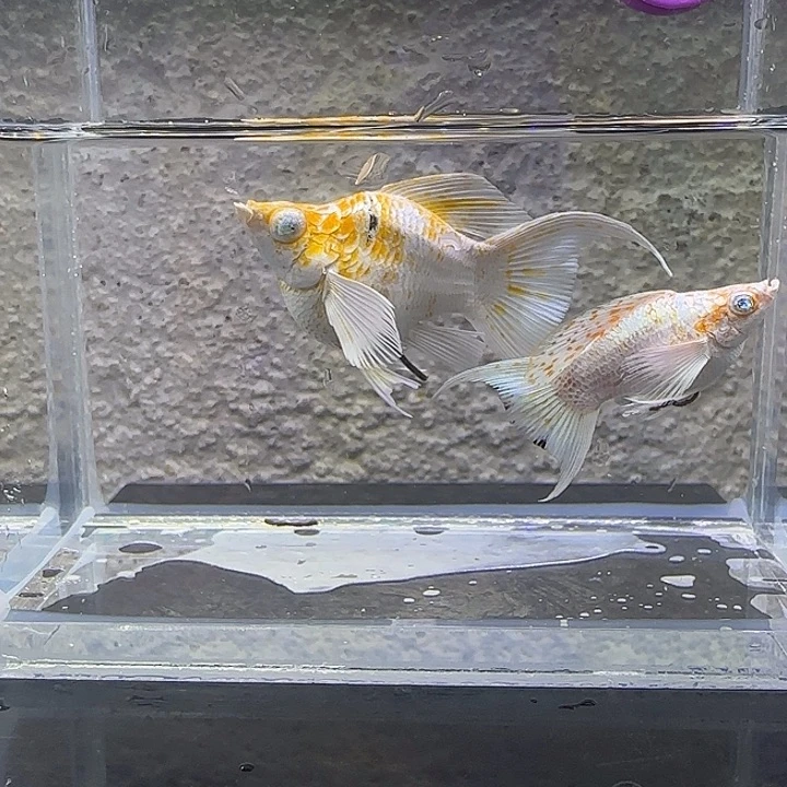 黑玛丽鱼樱花玛丽。81号