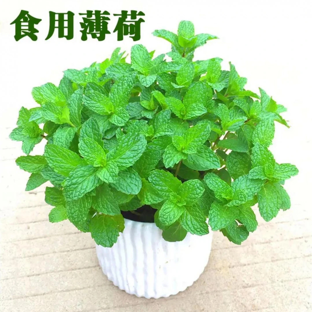 【食用薄荷种子】可调味室内驱蚊阳台盆栽地栽庭院花坛易种花种子