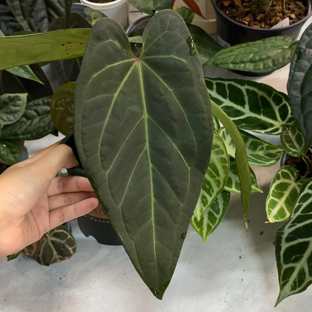 不开花植物黑丝绒杂（2颗包邮无售后）