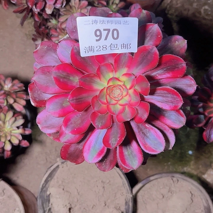 970香奈尔多肉老桩