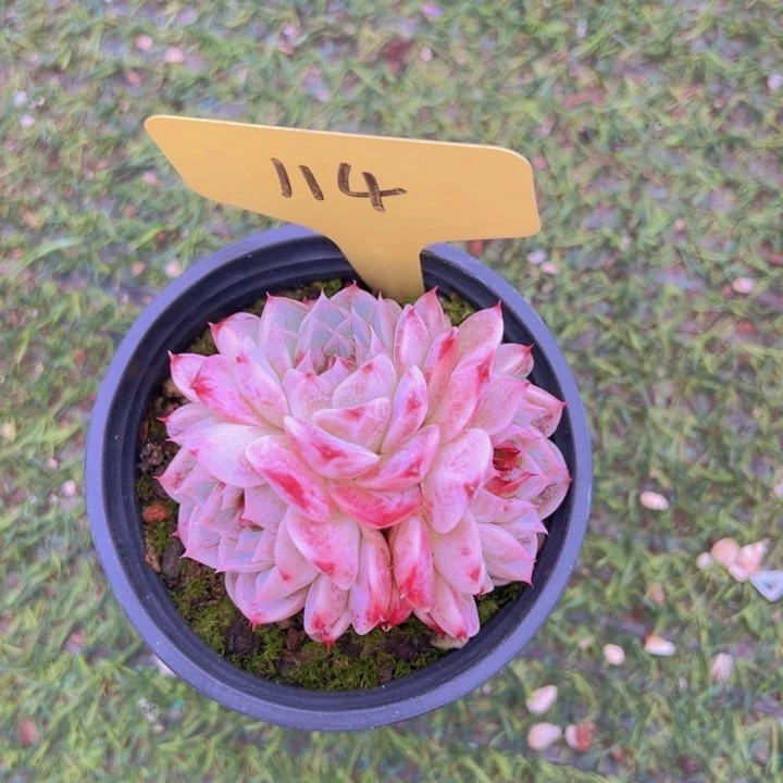 健健康康平平安安