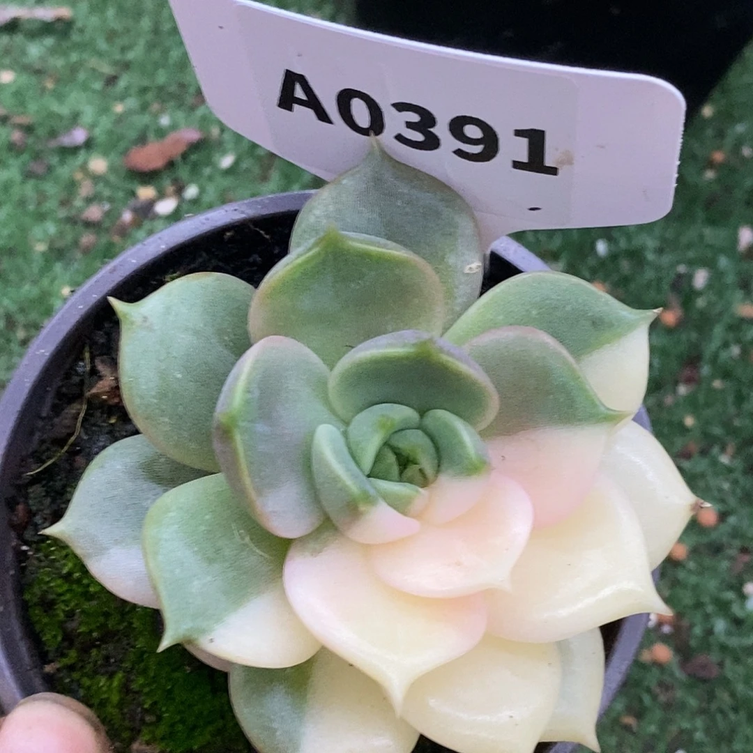 391贝加尔湖哈哈哈