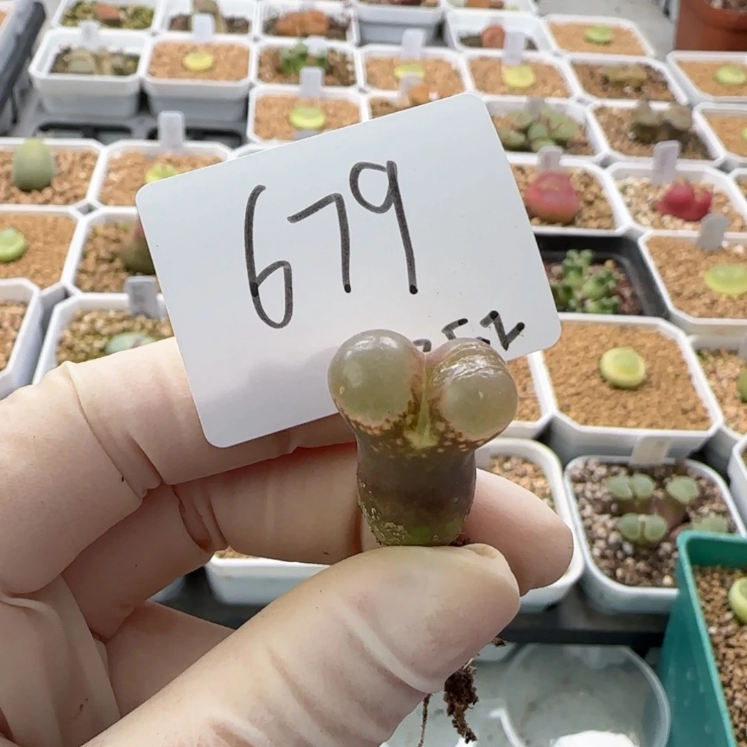 陈**?多肉多肉多肉2025-679黑眼豆豆