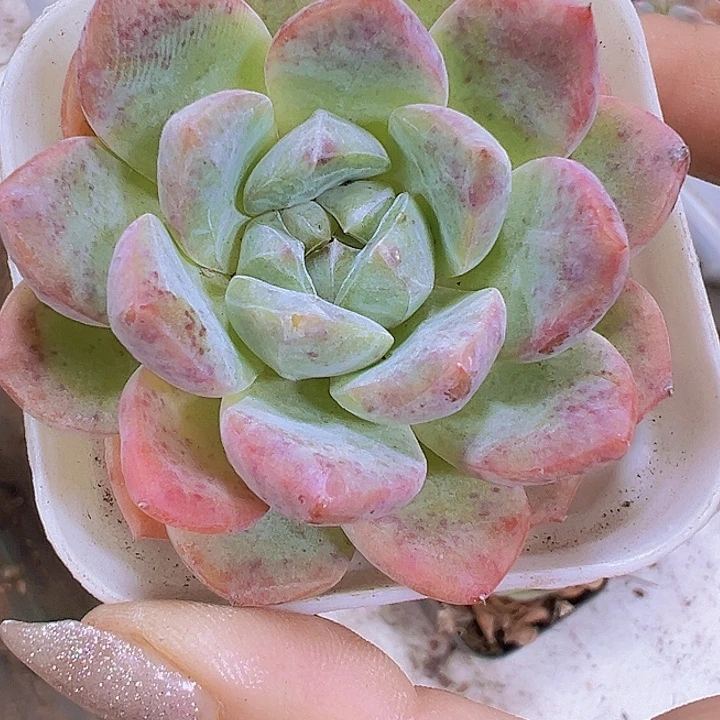 太妃糖19包邮多肉植物
