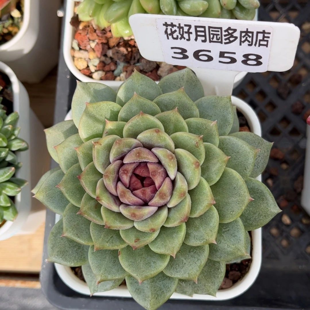多肉植物3658 满30发货