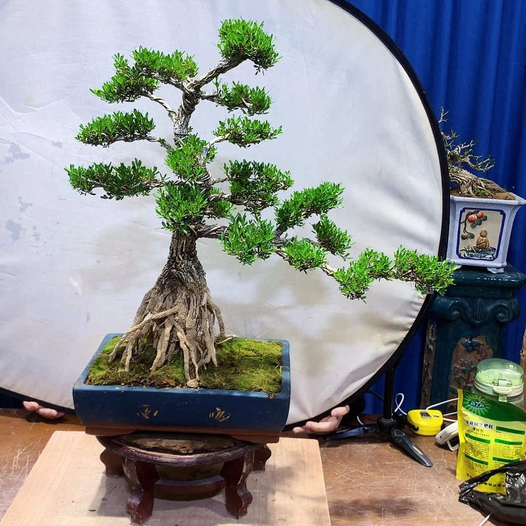 黄杨盆景一物一拍