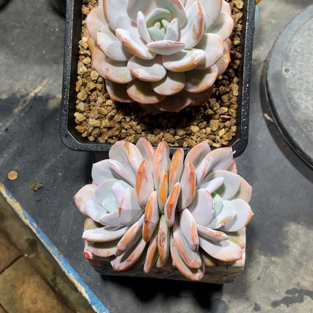 琴***好一物一拍中通快递