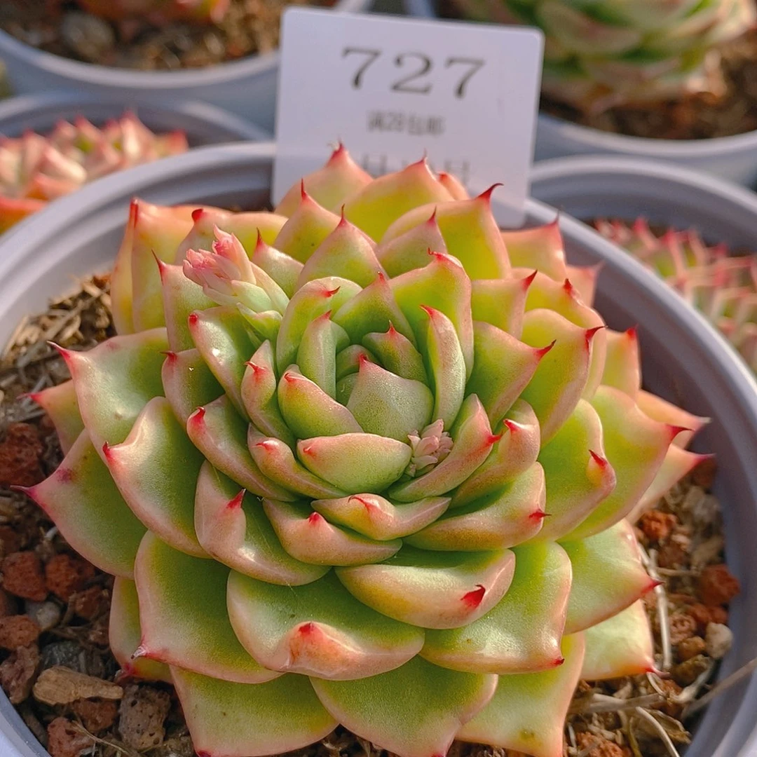 【闪购商品】云727