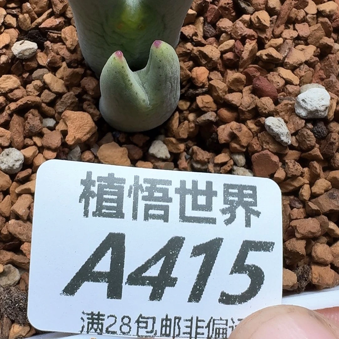 多肉植物的润泽风格和