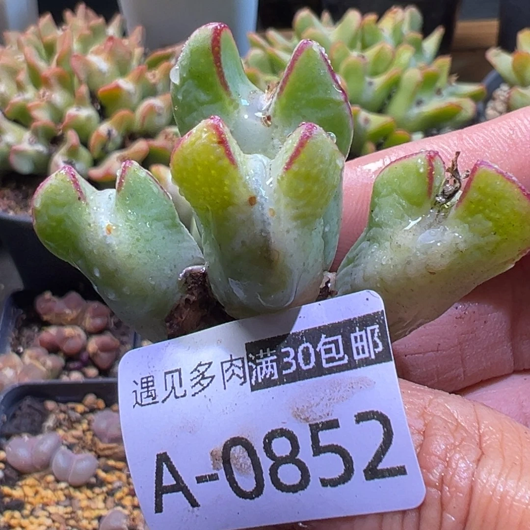 多肉植物111111111111111