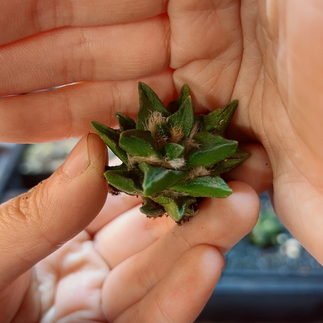 自根龙角牡丹3.5公分