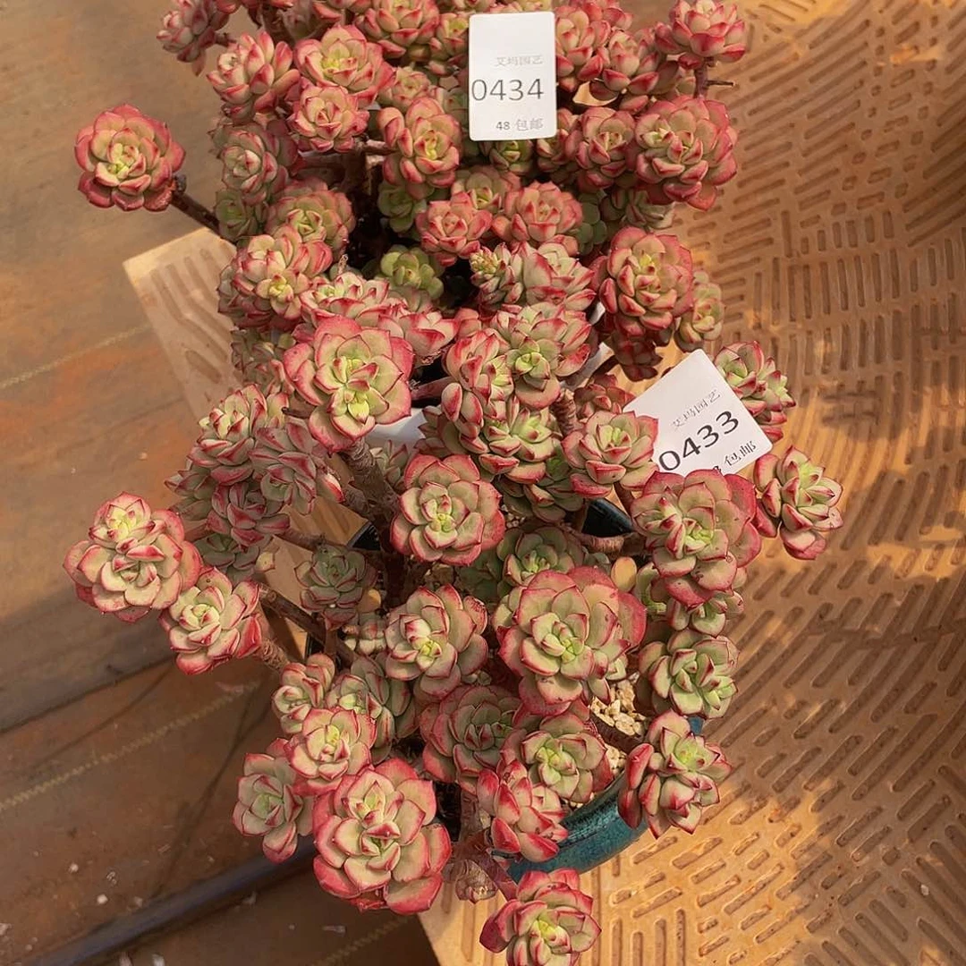 烁*熙探戈2颗33，34 多肉多肉多肉