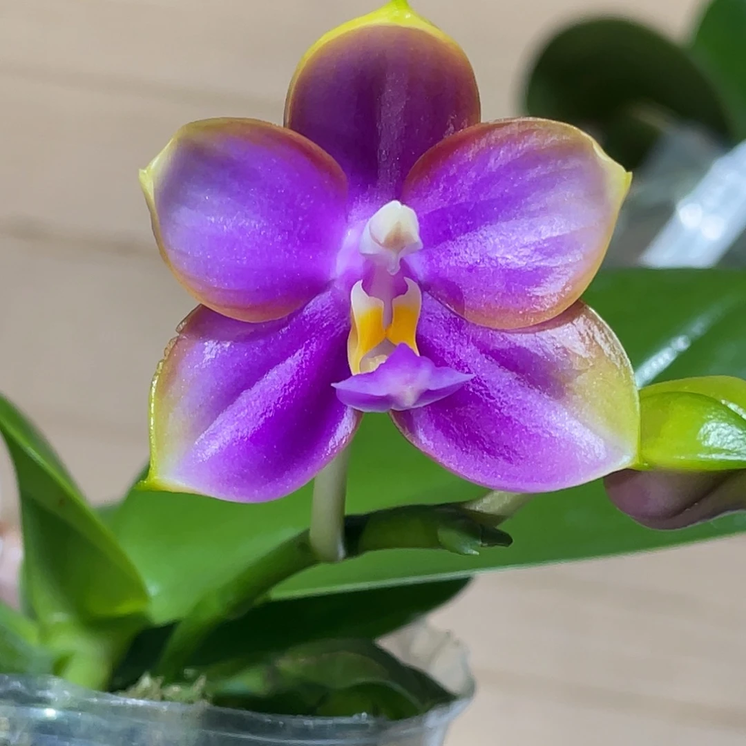 完全开放果冻感 开花株 360号