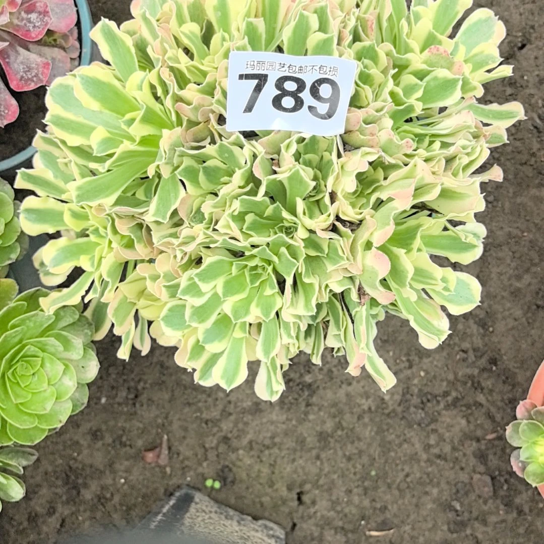 789菠萝蜜花花3-20法师