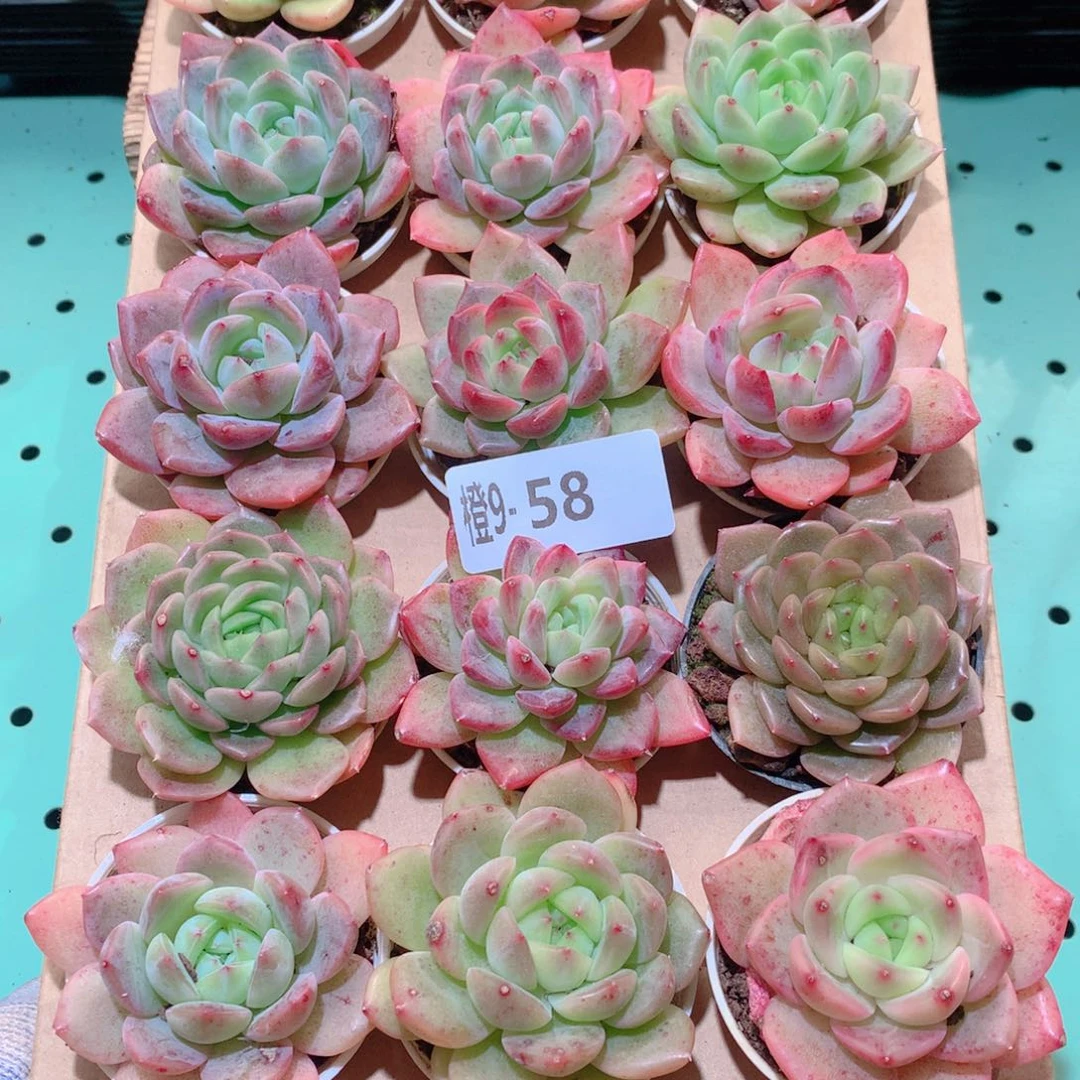 9-58一物一拍多肉带盆18颗