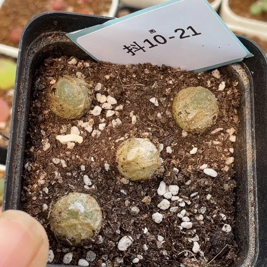 10-21灯泡多肉植物