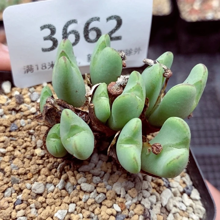 3662。