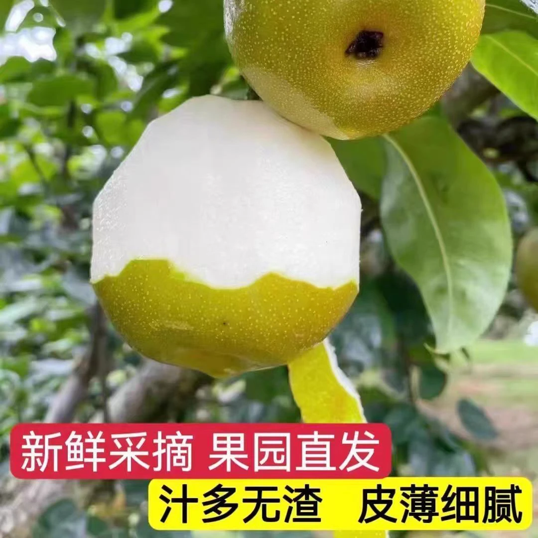新鲜正宗脆甜翠冠梨青皮梨子翠冠当季整箱批发皇冠梨酥梨酥脆梨