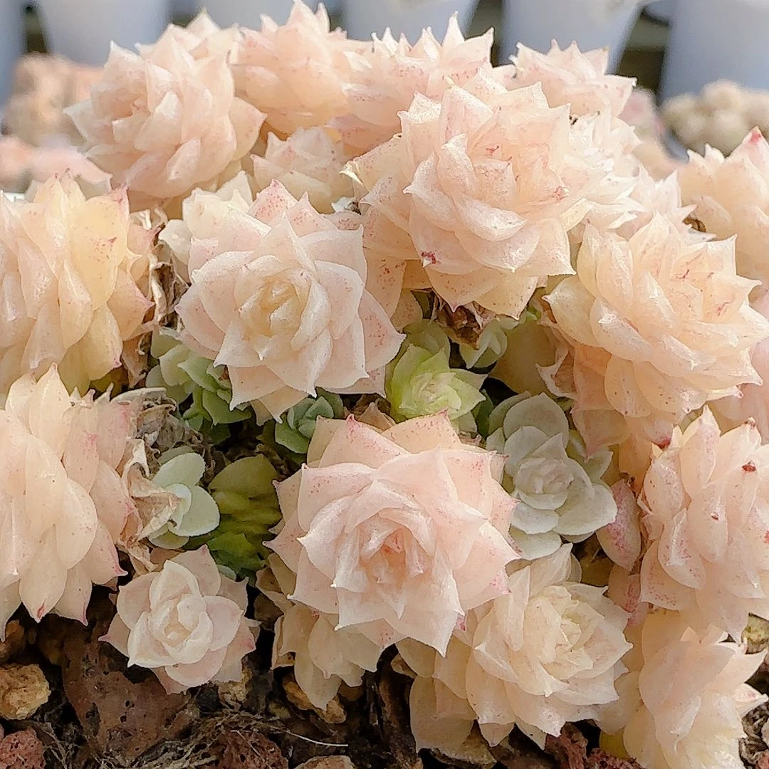 小***粥0104-55（m1-281-1）散的散的