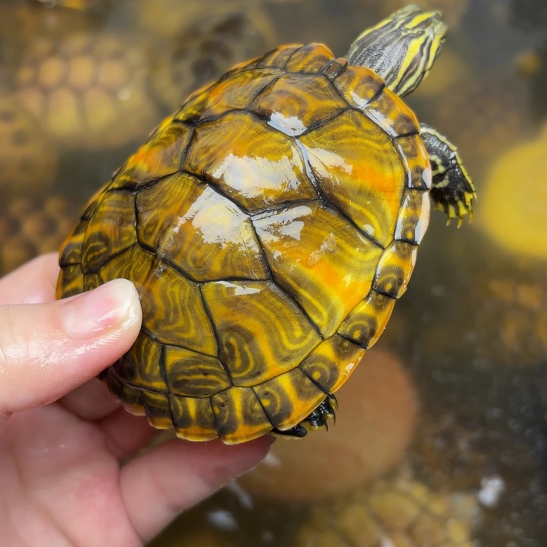 母火焰公龟146号