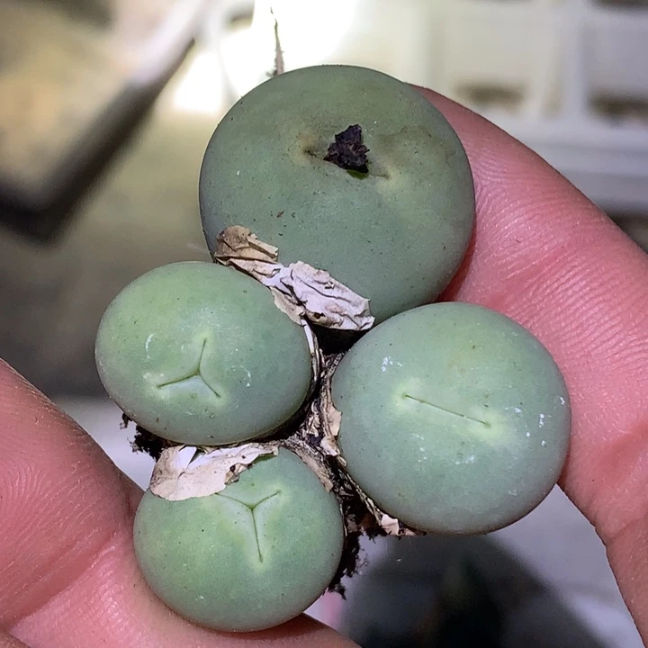 精品多肉植物精品多肉