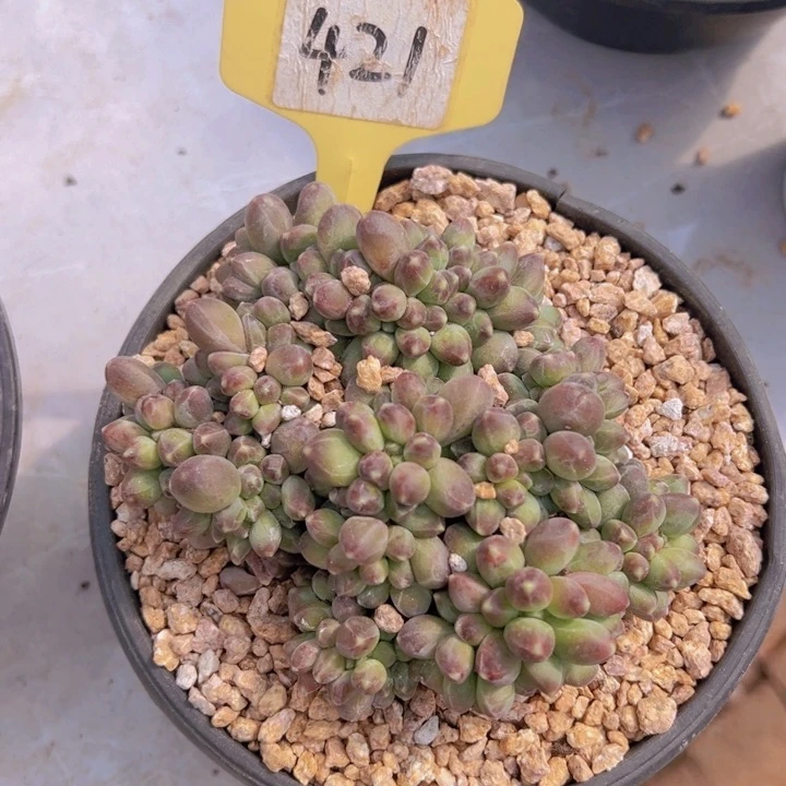 健健康康平平安安