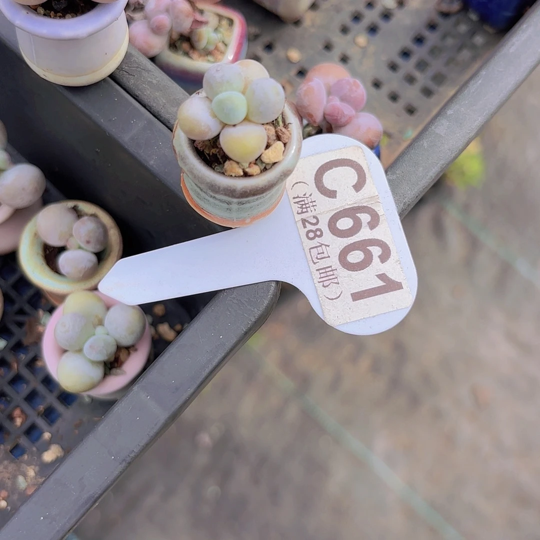 C661实生奶一物一拍