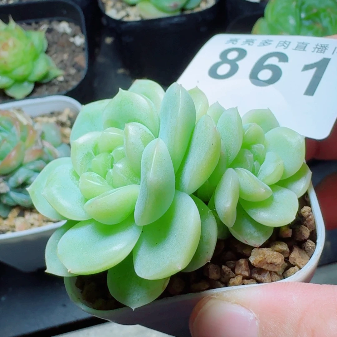 白体财富            精美多肉植物