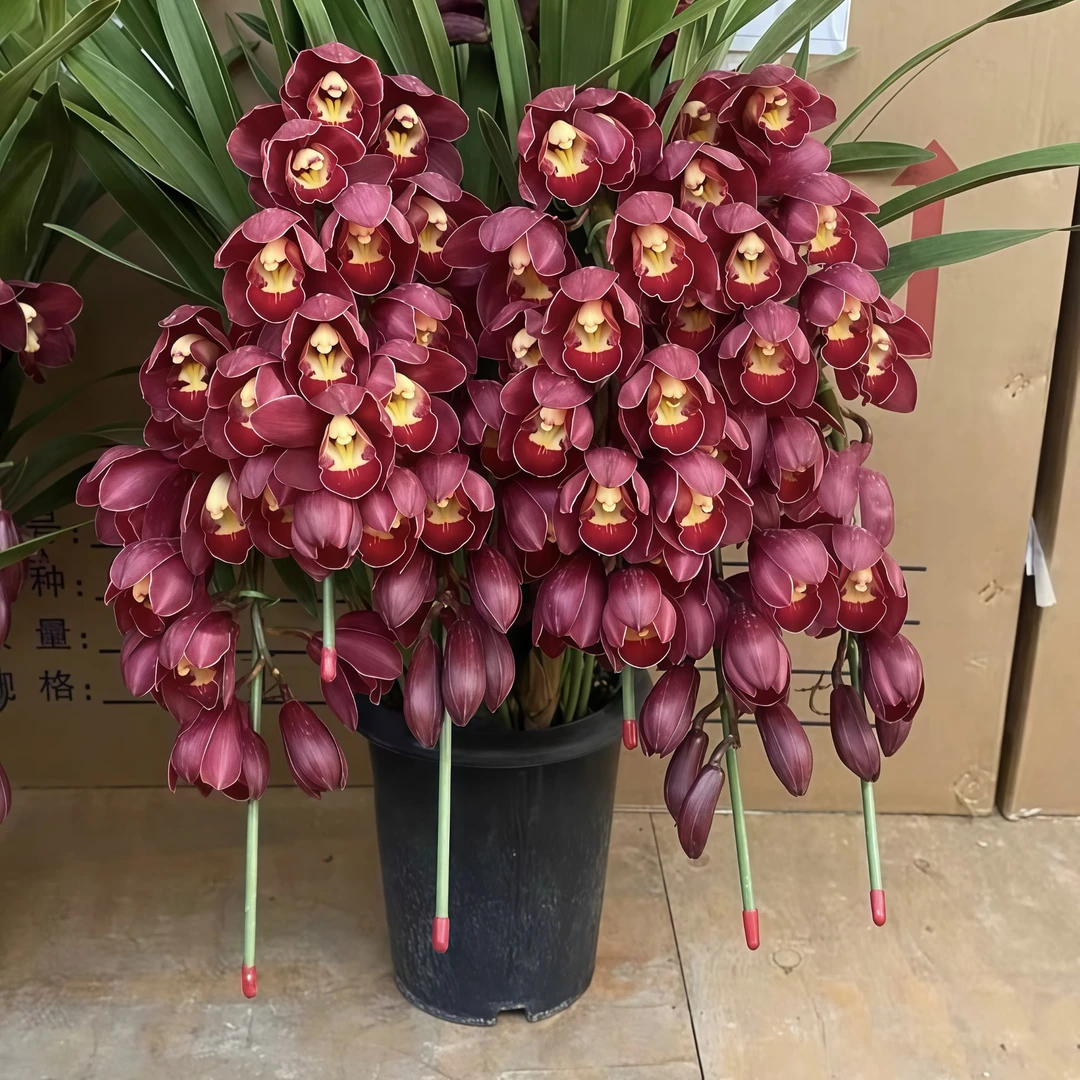 【大红袍】蕙兰绿植兰花苗基地直发花卉观花植物阳台室内墨兰文心兰