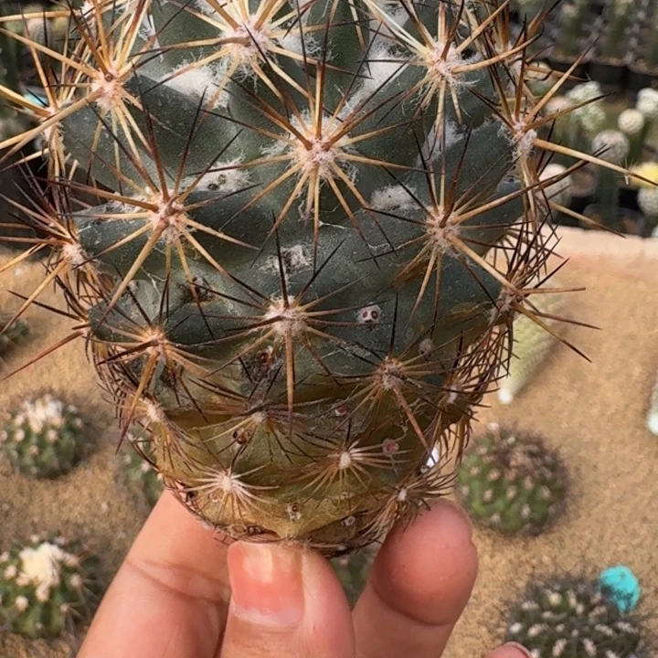 仙人球，杂交海胆，有根