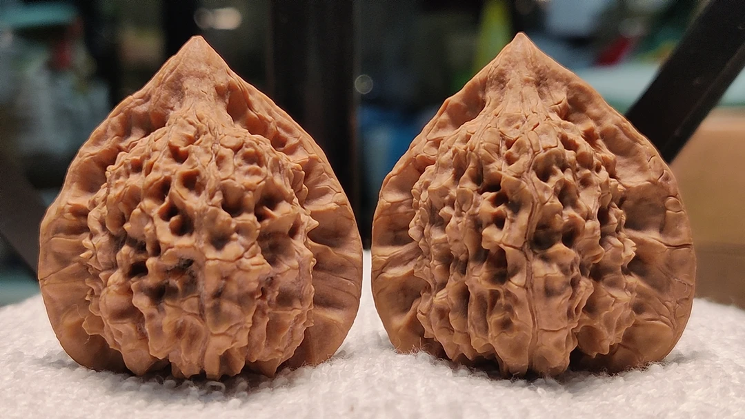 （XH145）野生百年老树蝎子沟公子帽