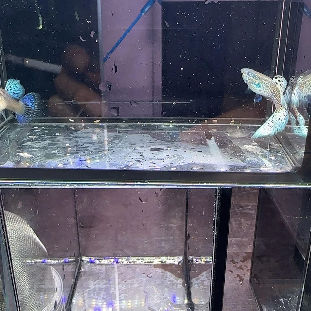 孔雀鱼银河白蛇一对，三个月