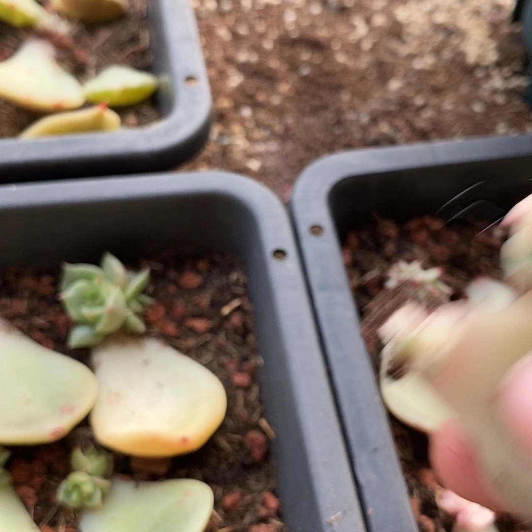 L***L1322贝加尔湖锦多肉植物