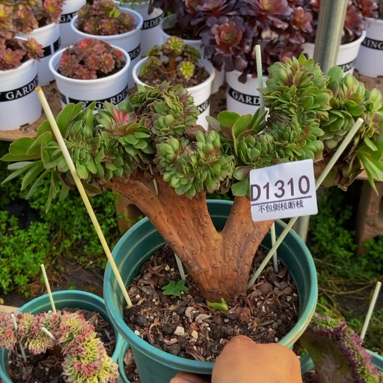 【闪购商品】电****号1310荔枝多肉