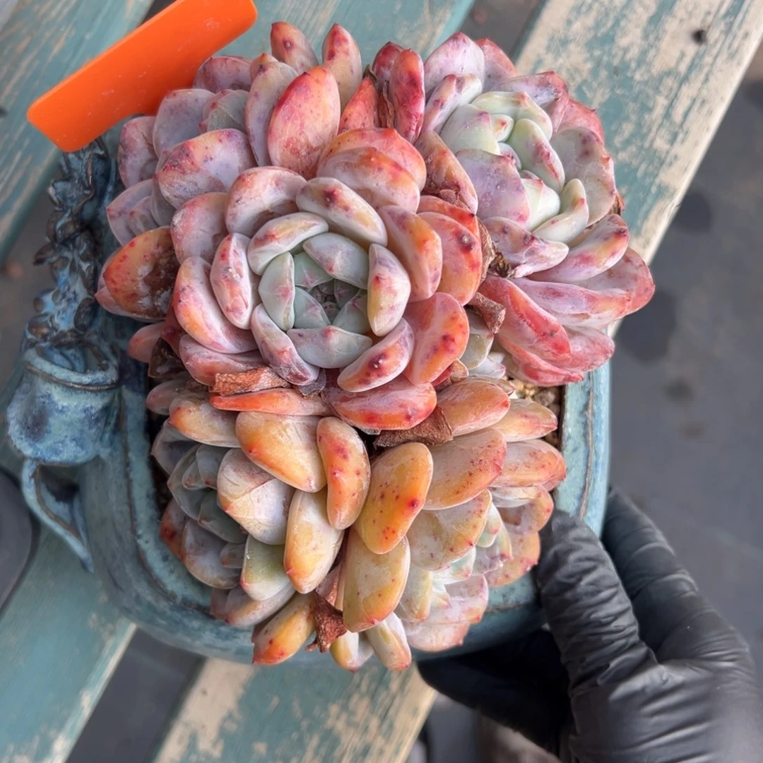 橙子11111111111111111