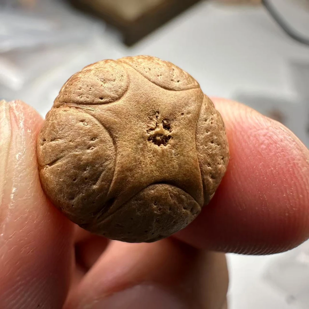 尼泊尔五星菩提,尺寸16,sss系列,货号159
