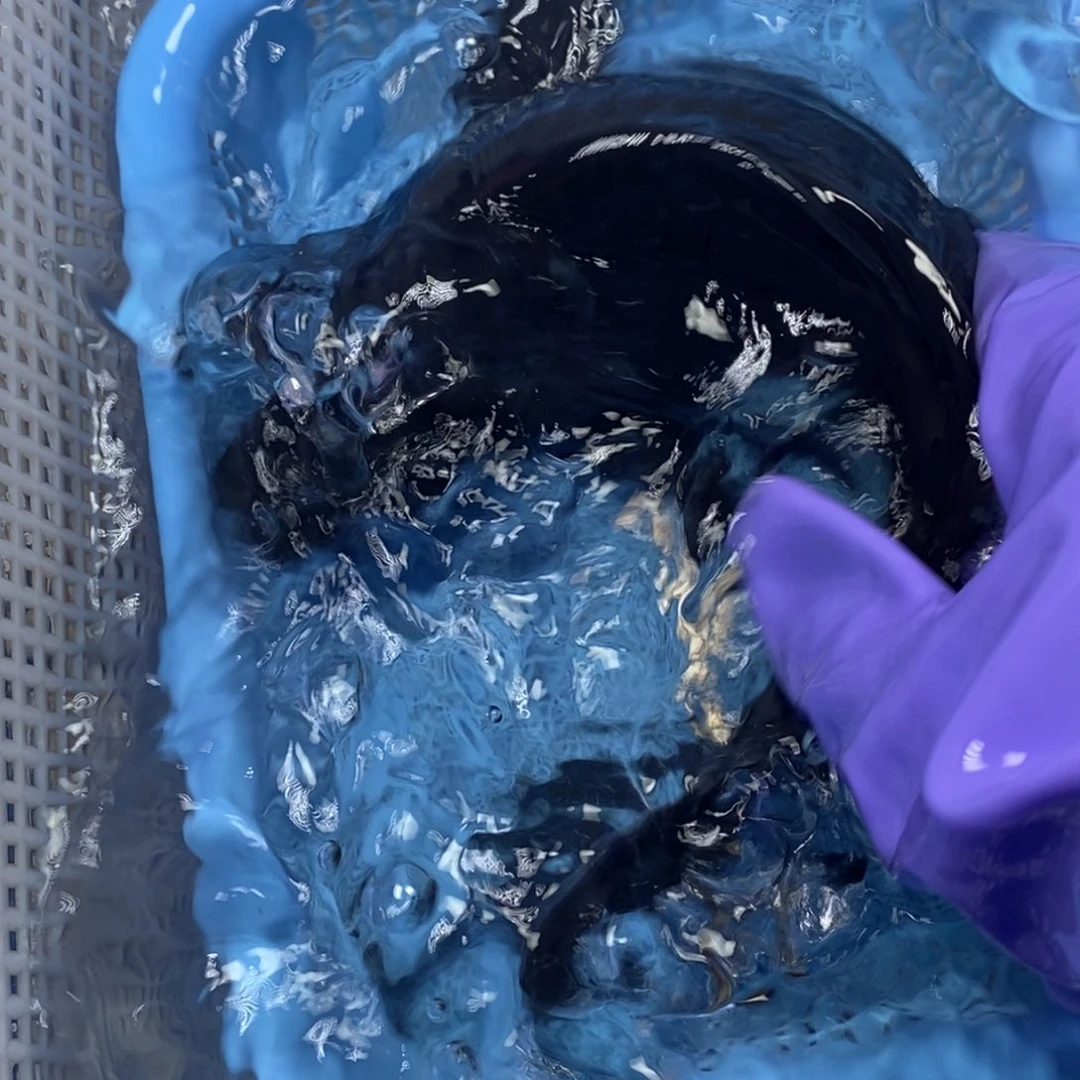 锦鲤冷水锦鲤包邮