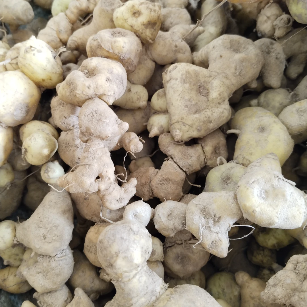 个头中大野生老虎姜支持现称现挑