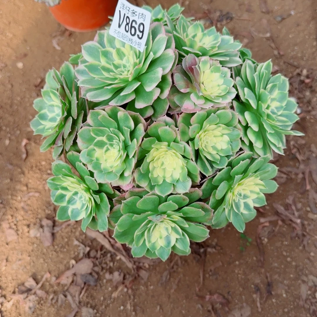 海王法师869冠幅22