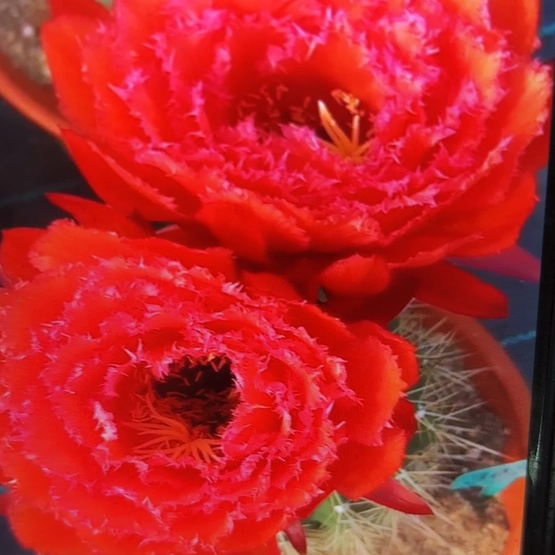 荣耀加强毛侧牙20包邮仙人球22