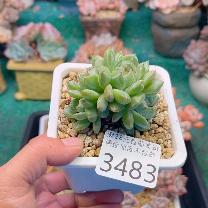 大3483；xvxvvbhbbb