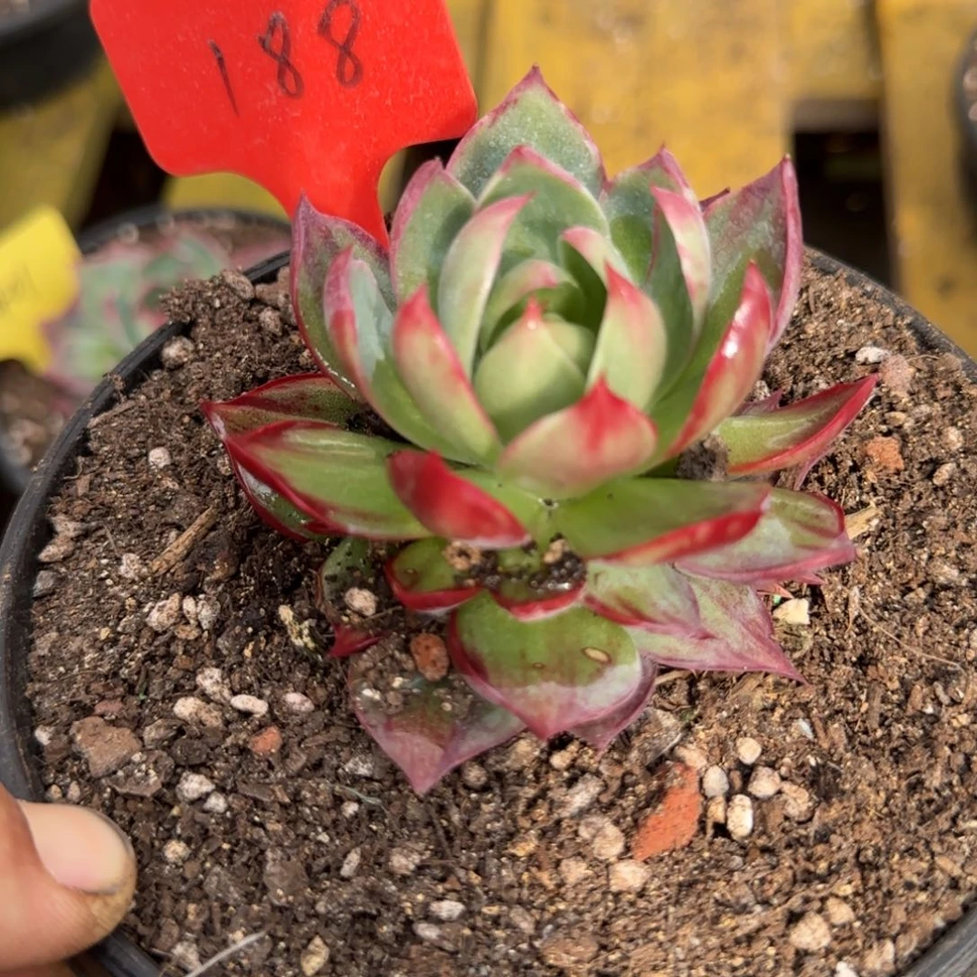 惊鸿一物一拍包装收缩花旱188