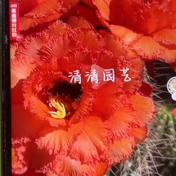 清清19侧牙瑕疵有黑点