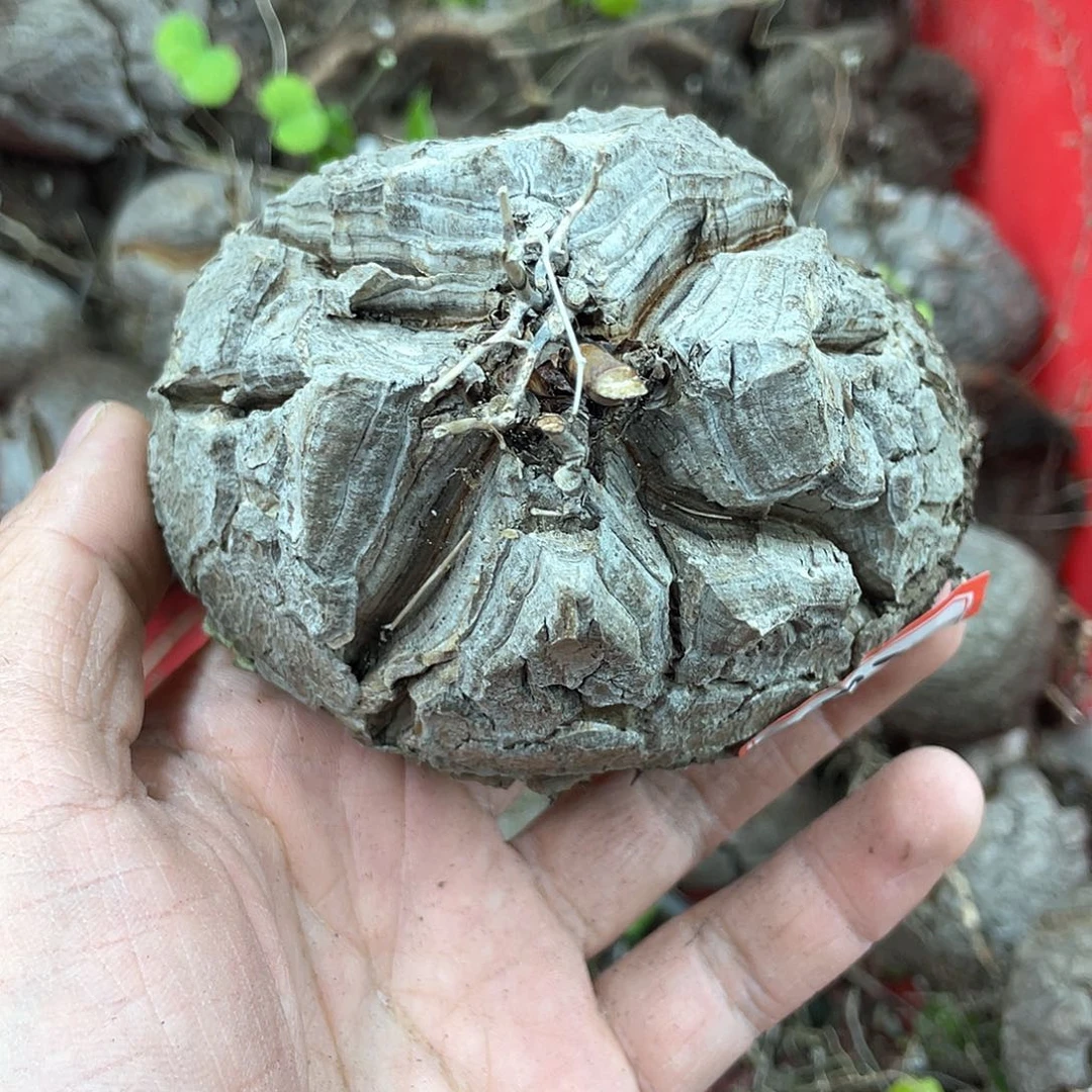 龟甲龙一物一拍1970号10cm