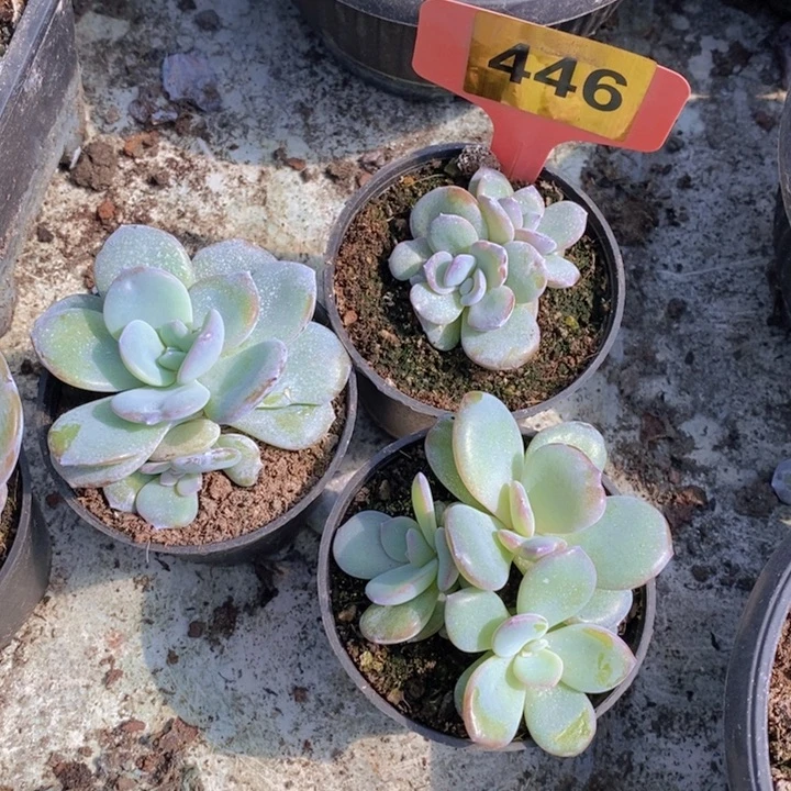 没***，446号韩版奶茶3颗