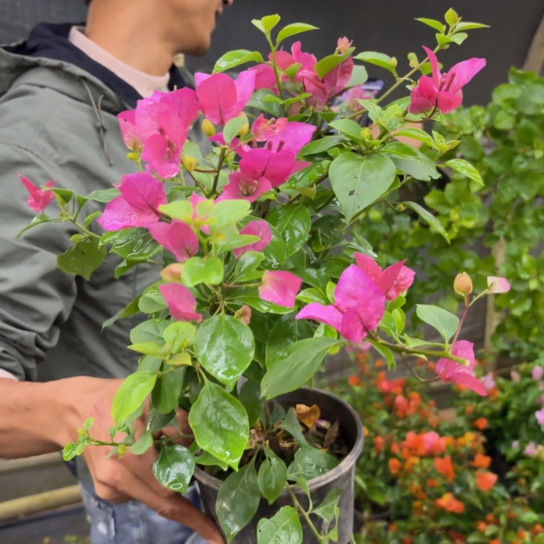 完全开放花苞（水果酒）三角梅会落花落叶会光杆苗有大有小