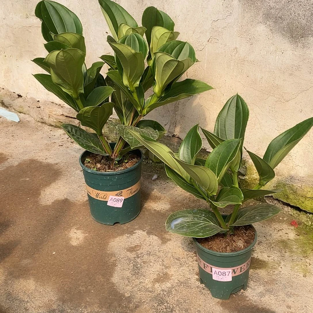木本植物。***。木本花卉87.89