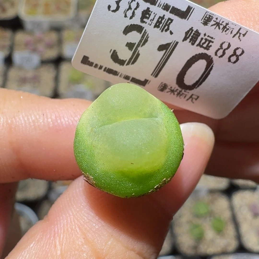 九****Ssss精品生石花310